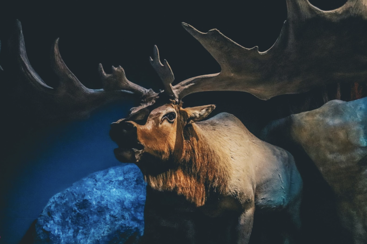 The Extinction of Megaloceros Giganteus